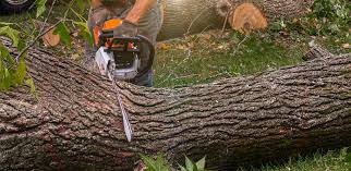 Best Arborist Consultation Services  in Eagle Point, AL